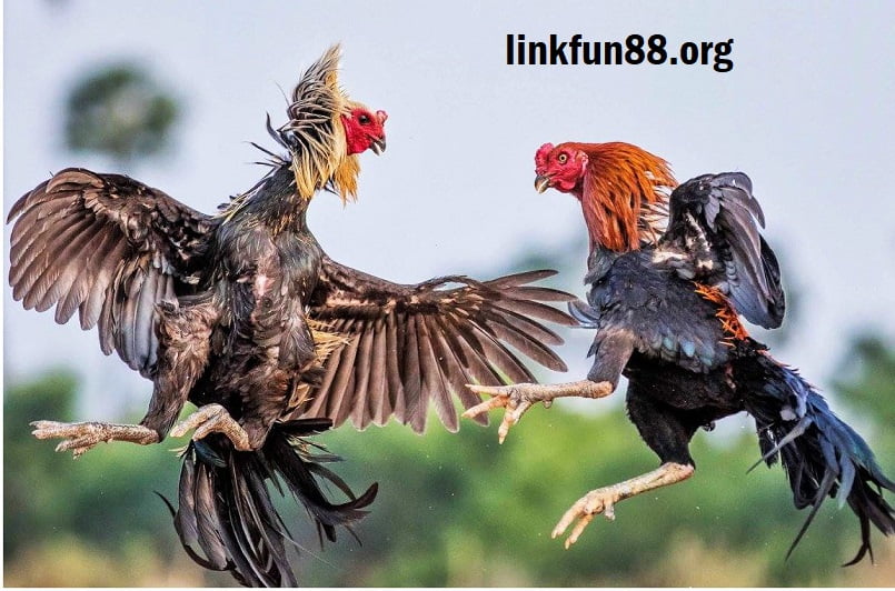 Linkfun88.org là địa chỉ coi đá gà trực tiếp hôm nay siêu uy tín chất lượng